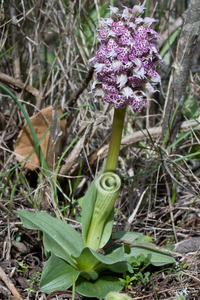 Orchidee:  le catture di oggi!