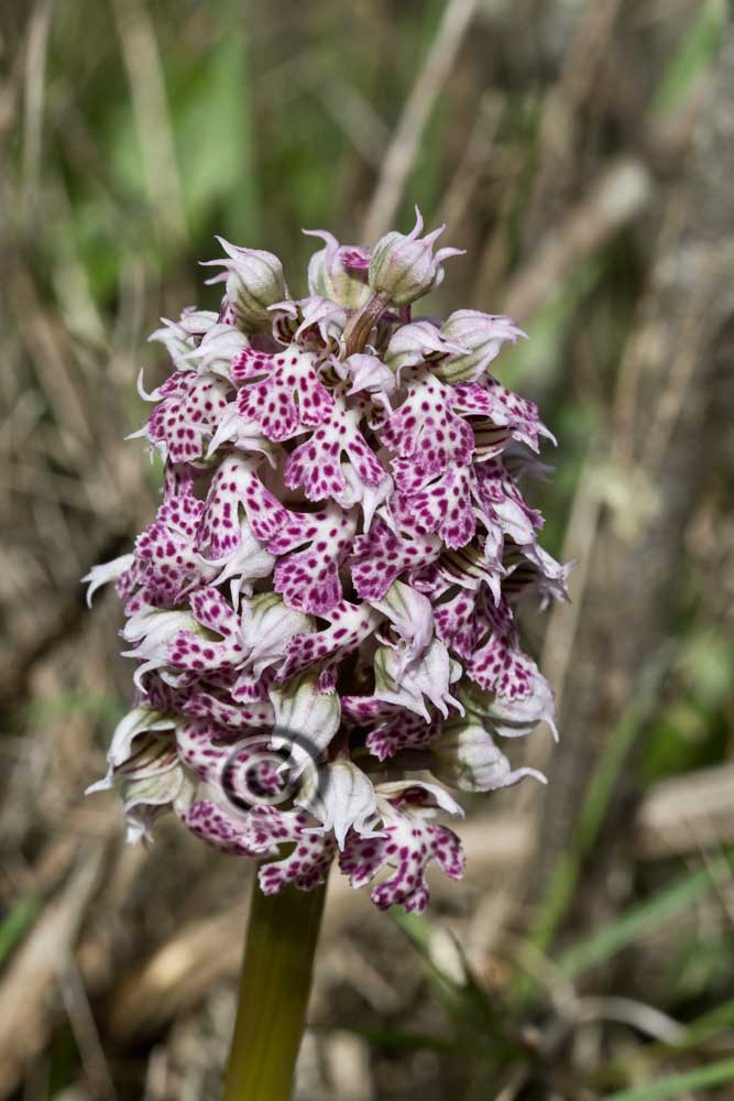 Orchidee:  le catture di oggi!