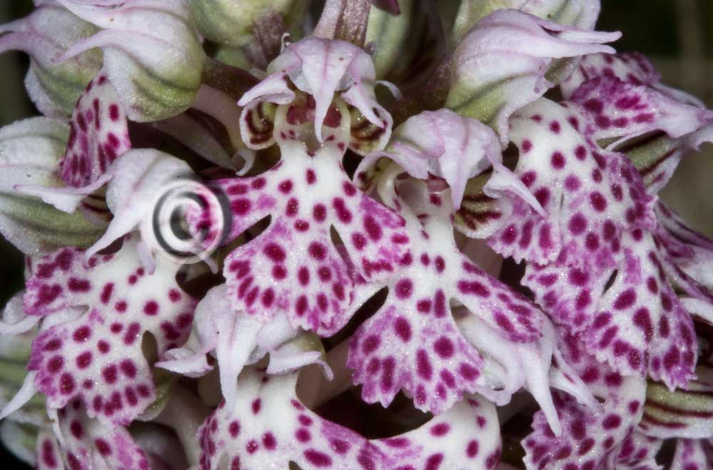 Orchidee:  le catture di oggi!