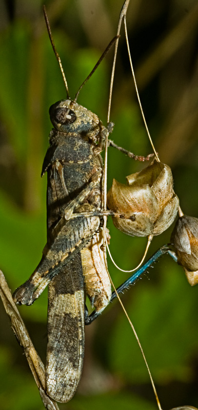 Oedipoda caerulescens