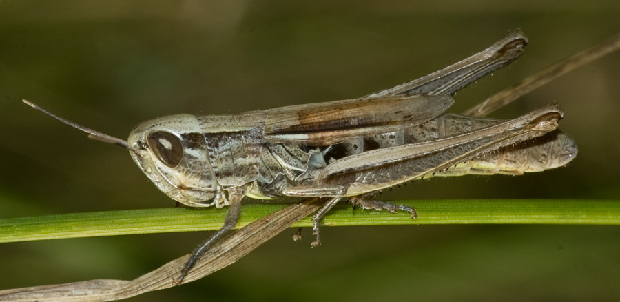 Acrididae: Euchorthippus declivus