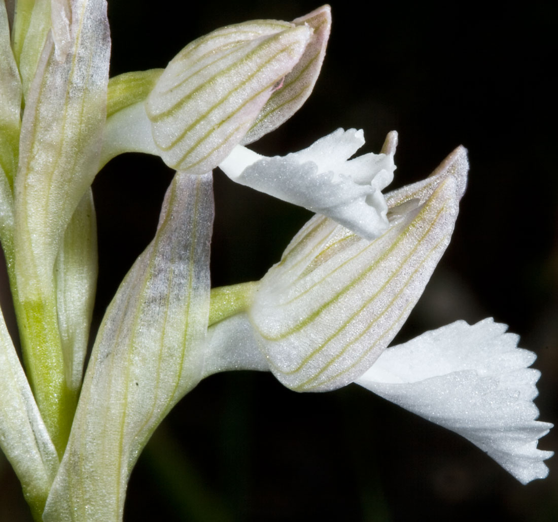Orchis papilionacea