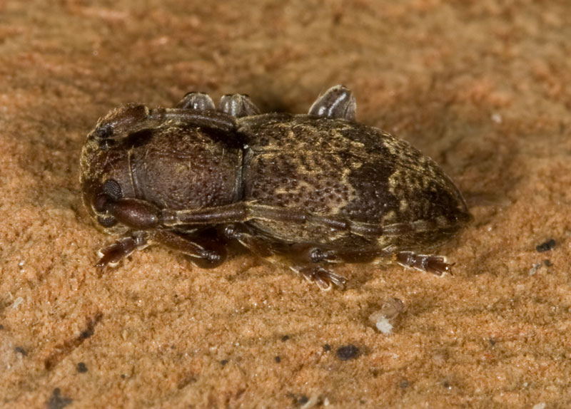 Parmena unifasciata (Cerambycidae)