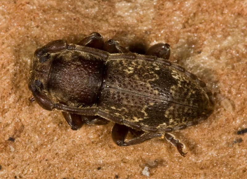 Parmena unifasciata (Cerambycidae)