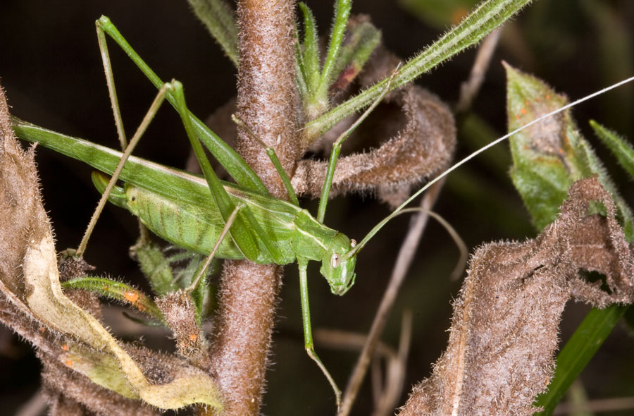 Tylopsis liliifolia (Phaneropteridae)