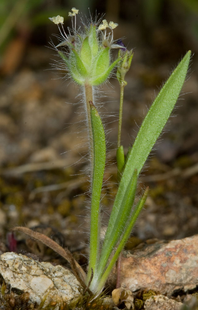 Plantago bellardii / Piantaggine di Bellardi