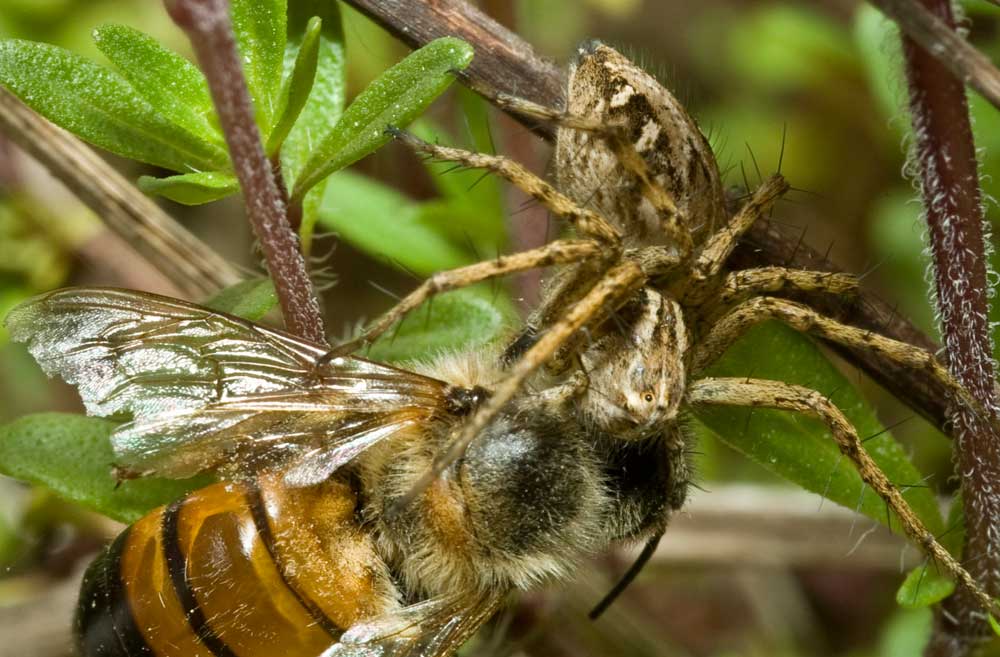 Oxyopes sp.