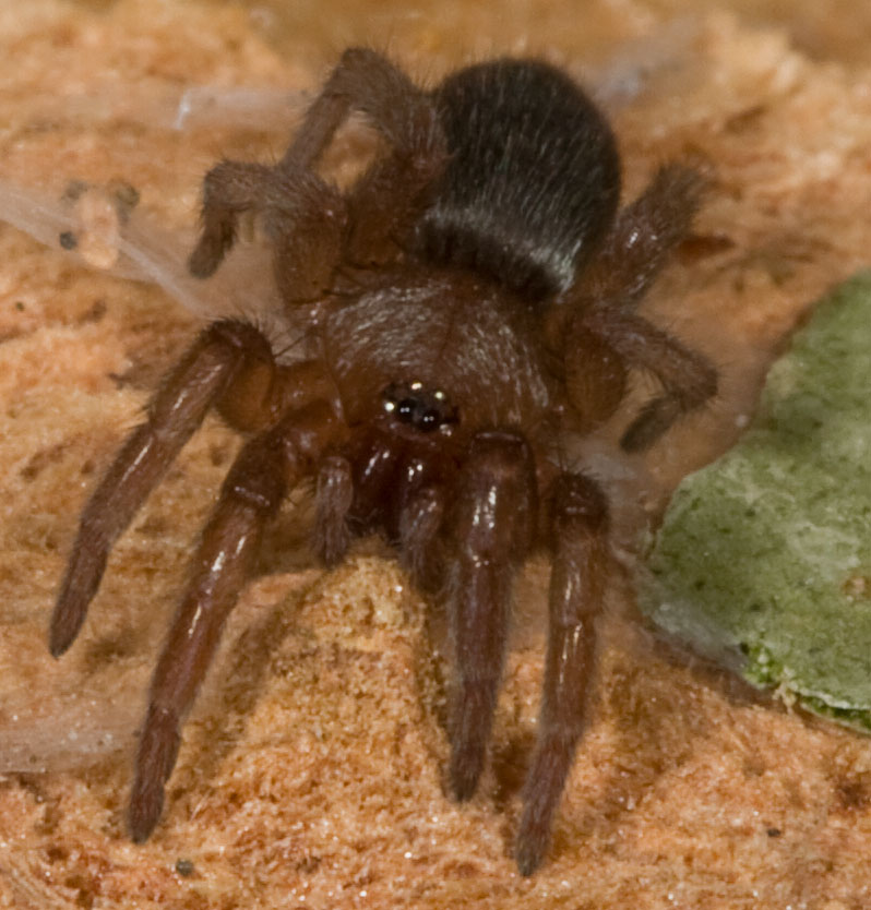 Altri due ragnetti! (Scotophaeus sp. e Zygiella sp.)