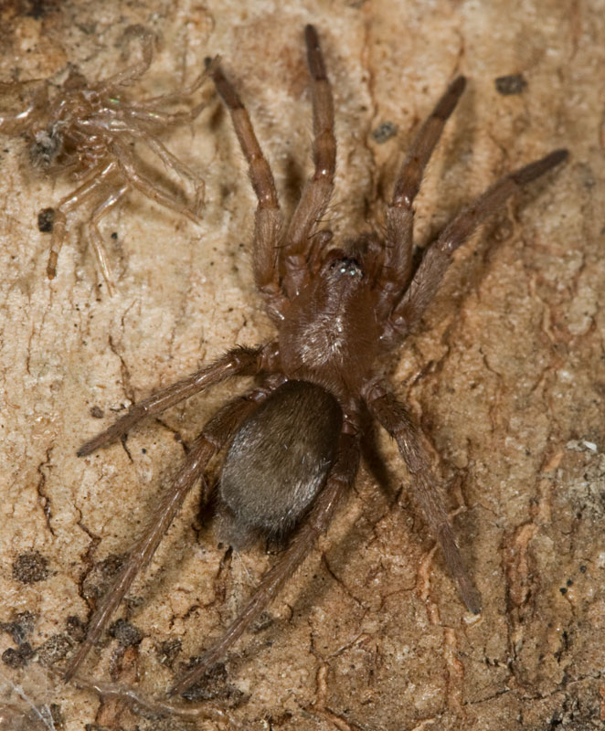 Altri due ragnetti! (Scotophaeus sp. e Zygiella sp.)