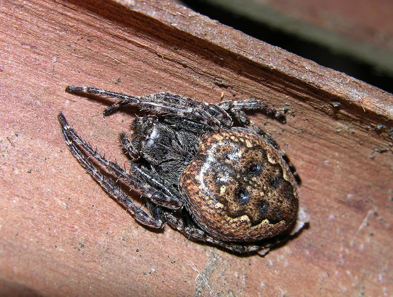 Nuctenea sp.