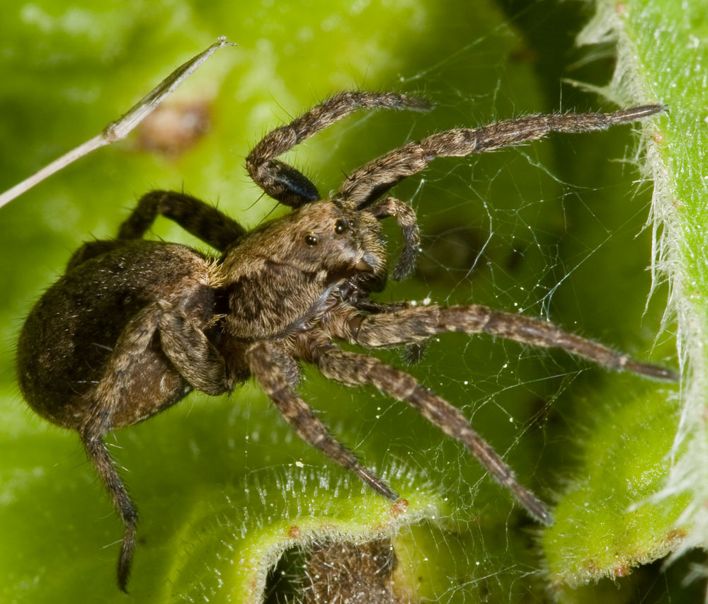 Ragno.....da corsa!! (Alopecosa sp.)