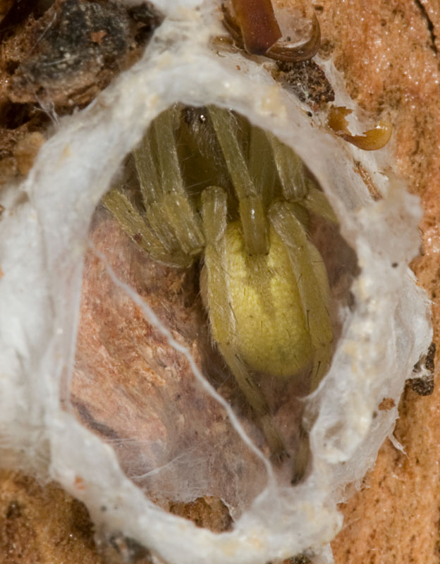 Cheiracanthium mildei