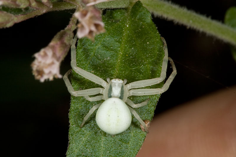 Misumena vatia