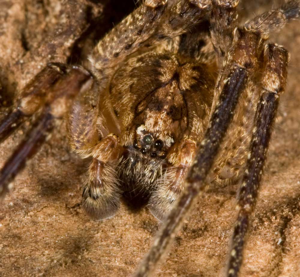 Zoropsis spinimana