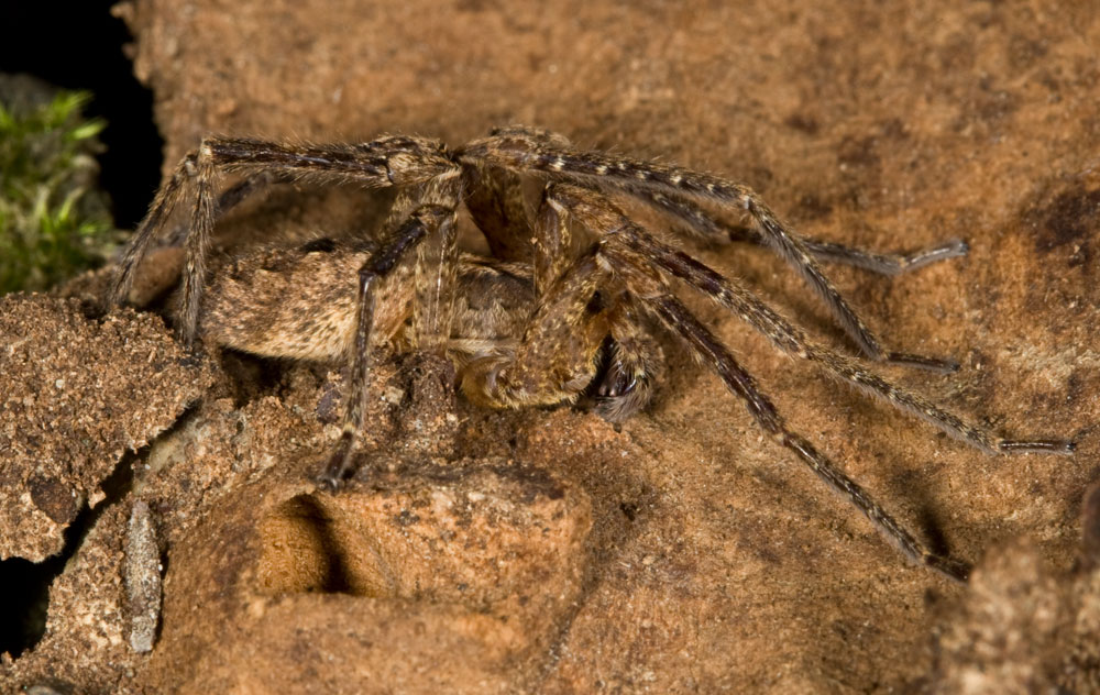 Zoropsis spinimana