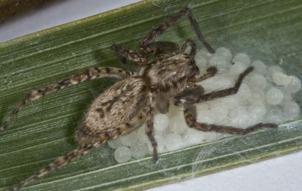 Anyphaena sp. con ovisacco