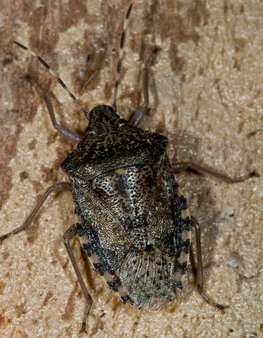 Pentatomidae:  Rhaphigaster nebulosa