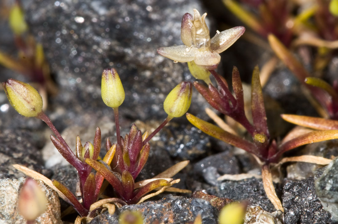 Sagina maritima / Sagina marittima , Natura Mediterraneo Forum