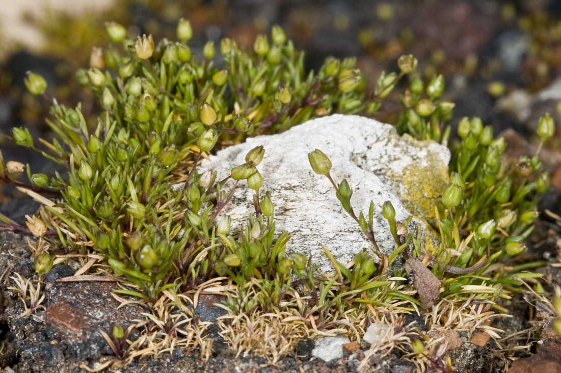 Sagina maritima / Sagina marittima