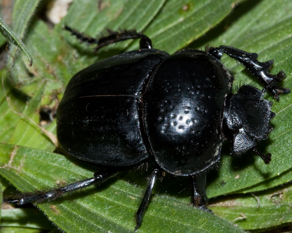 Scarabaeus semipunctatus