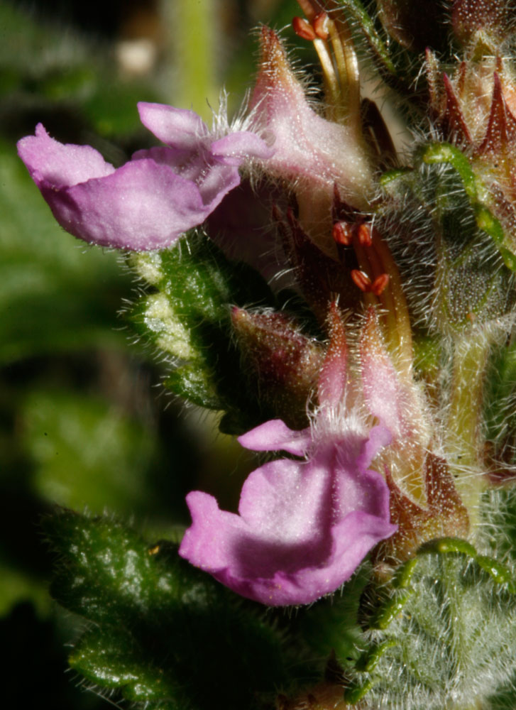Teucrium chamaedrys