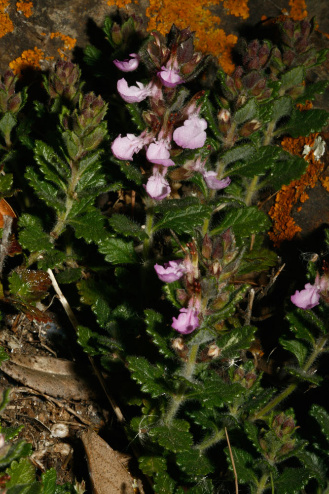 Teucrium chamaedrys