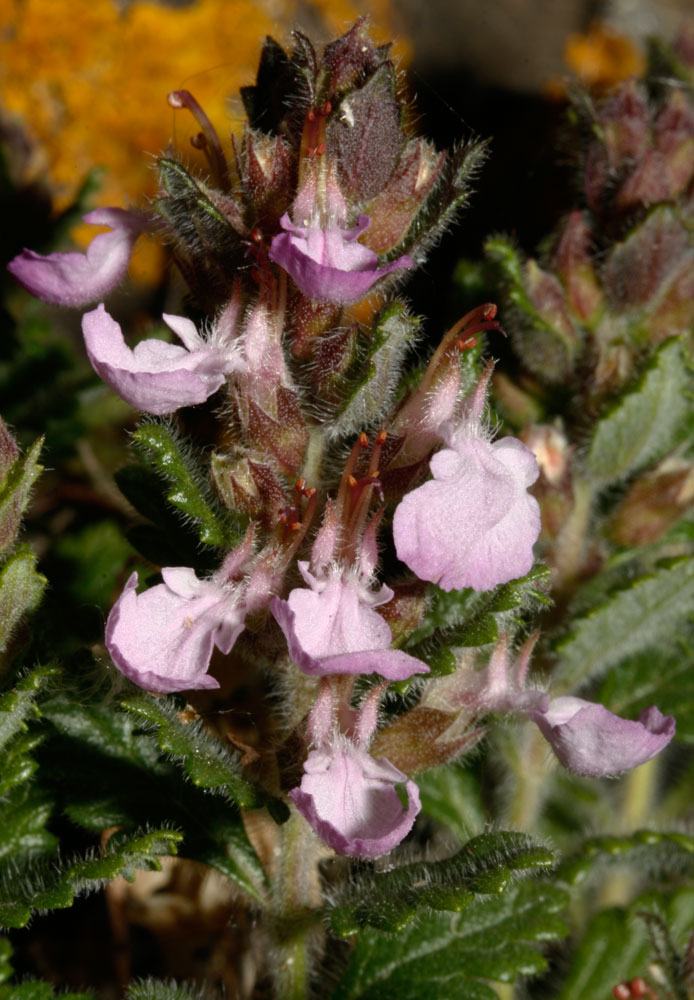 Teucrium chamaedrys