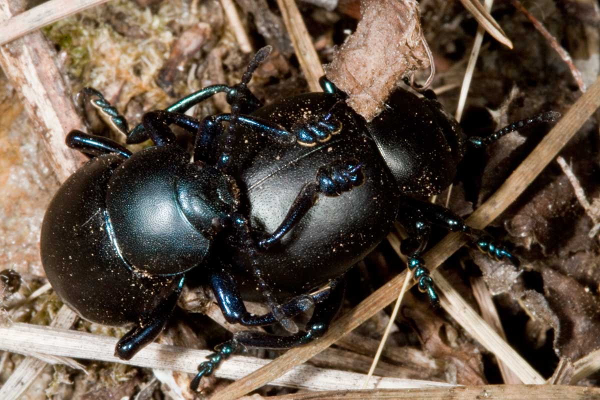 Identificazione coleotteri