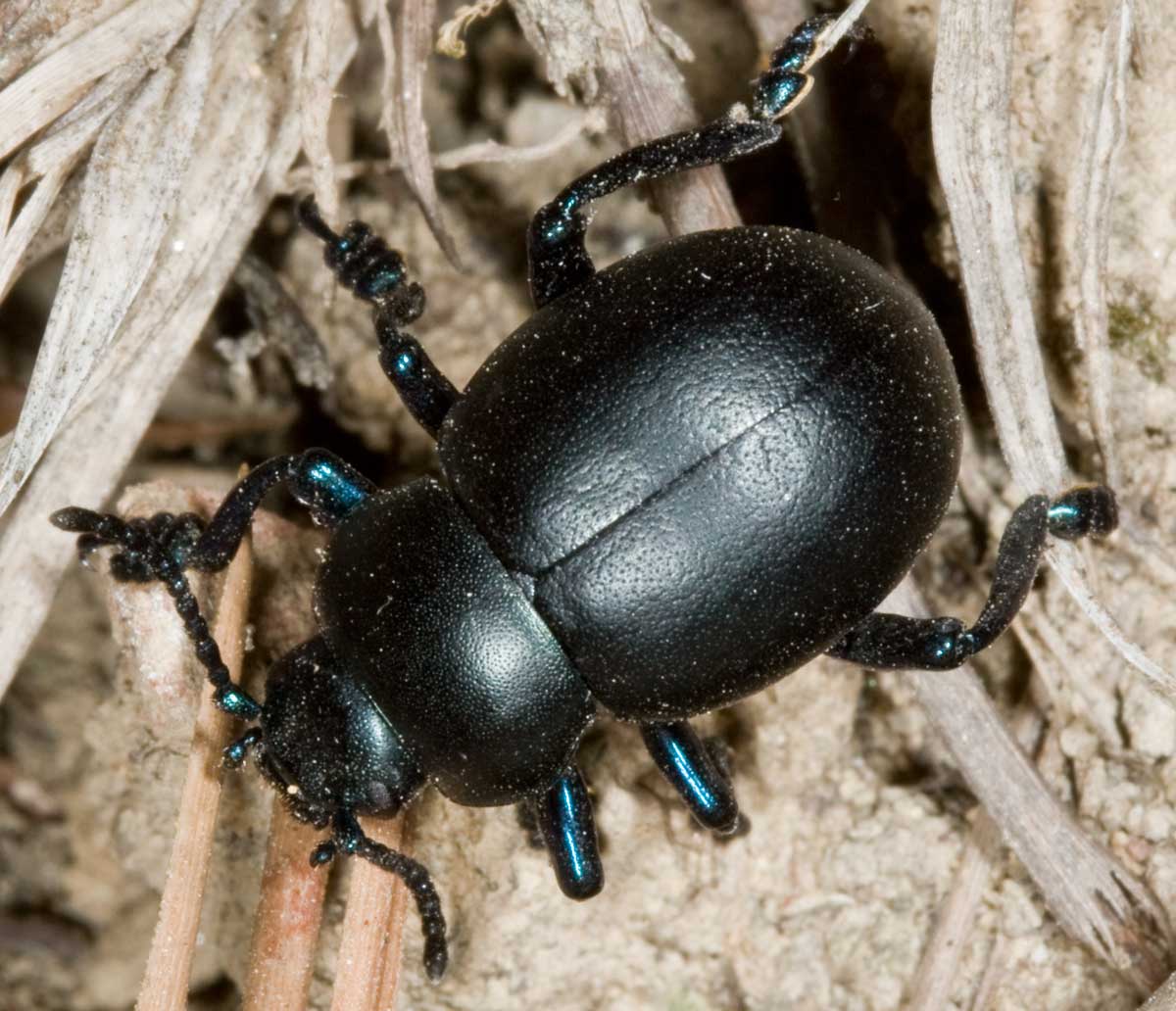 Identificazione coleotteri