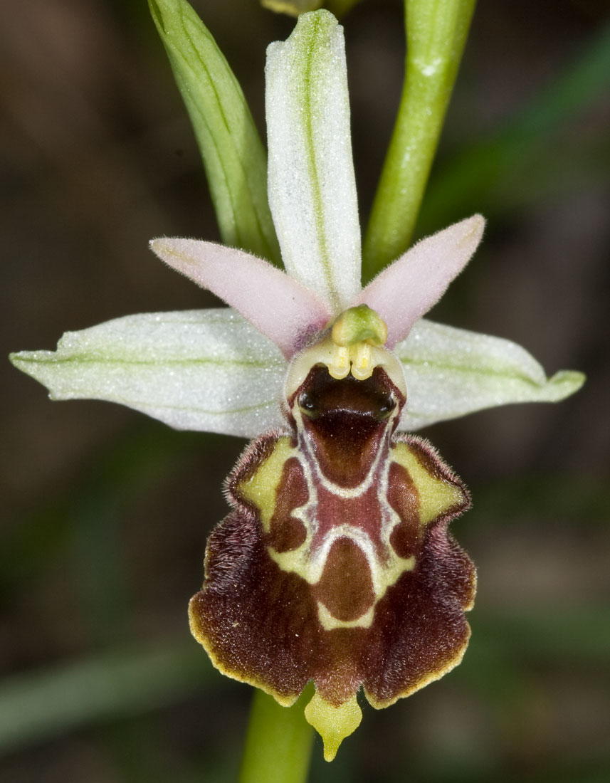 Ophrys exaltata Ten. subsp. tyrrhena  (ELBA)