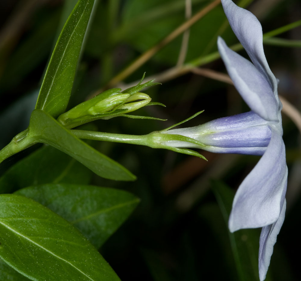 Vinca difformis subsp. difformis / Pervinca ovata