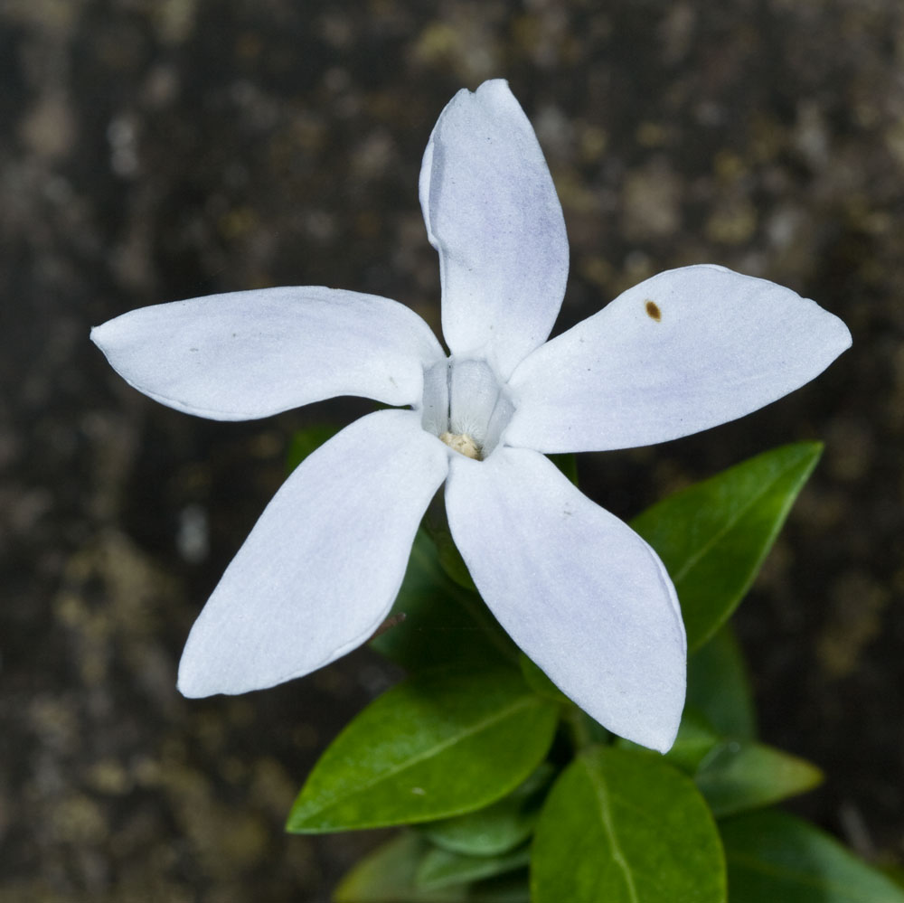Vinca difformis subsp. difformis / Pervinca ovata