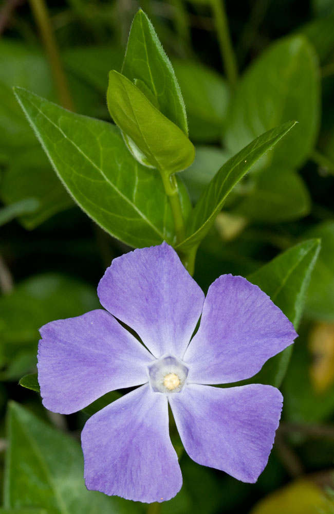 Vinca major /  Pervinca maggiore