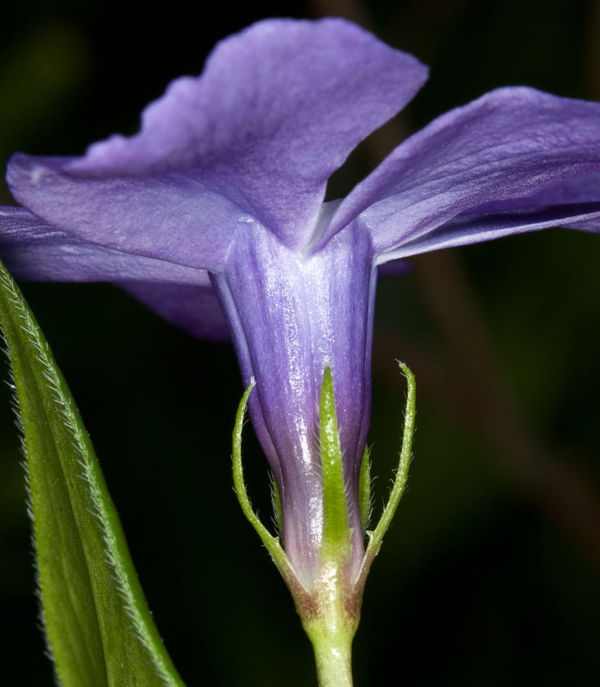 Vinca major /  Pervinca maggiore