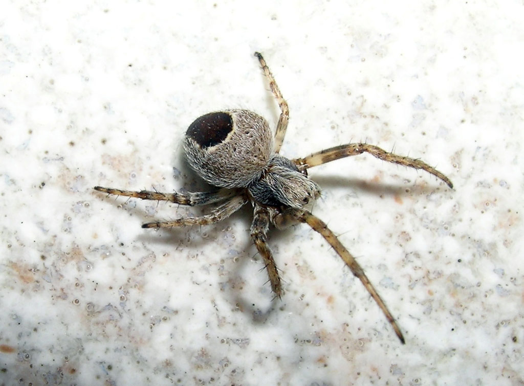 Agalenatea redii