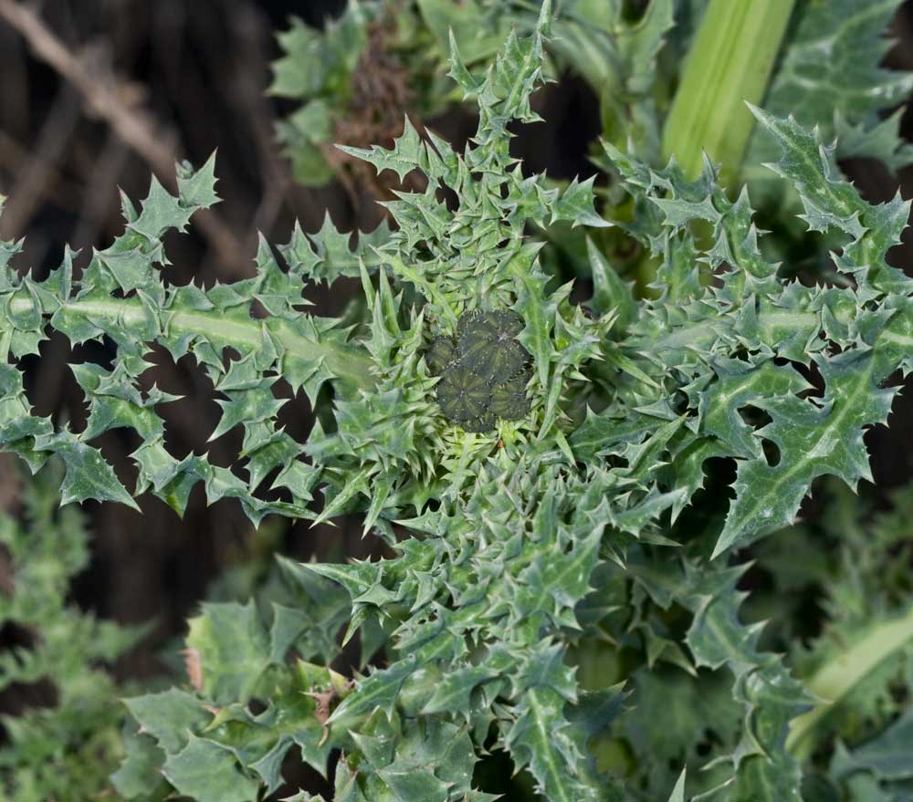 Sonchus asper / Grespino spinoso