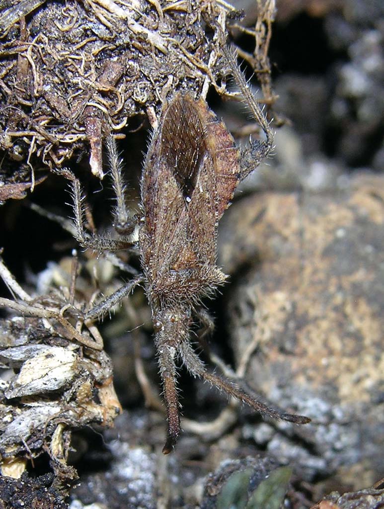 Coriomeris hirticornis, un coreidae molto peloso!