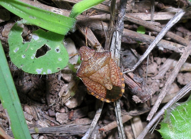 Holcostethus albipes