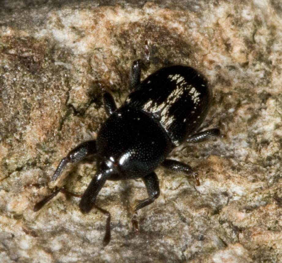 curcullionidae 