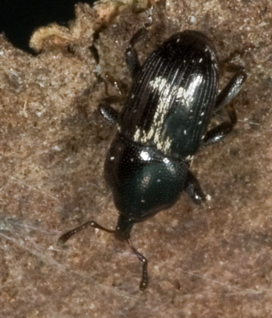 curcullionidae 