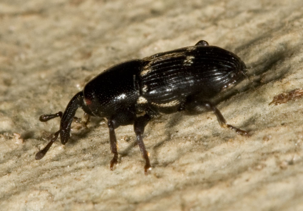 curcullionidae 