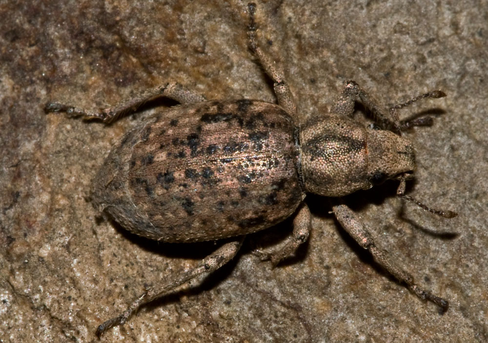 Altro curculionidae