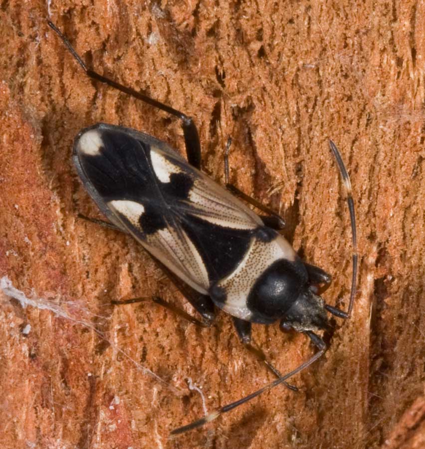Raglius confusus