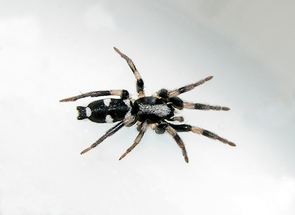 Gnaphosidae