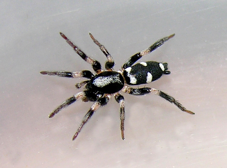 Gnaphosidae