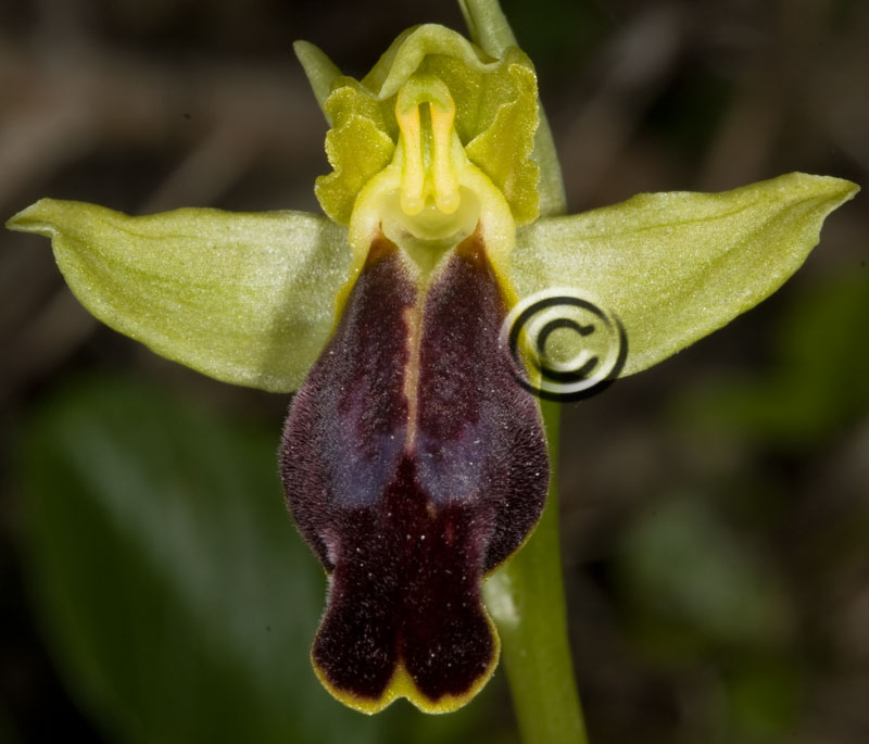 Ophrys lucifera