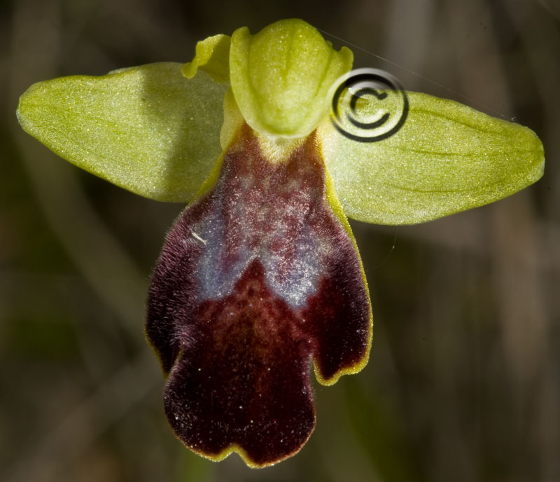 Ophrys lucifera