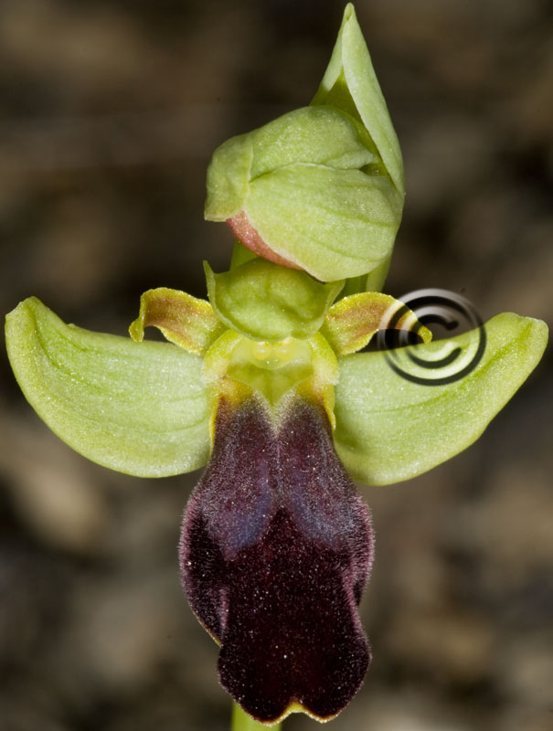 Ophrys lucifera