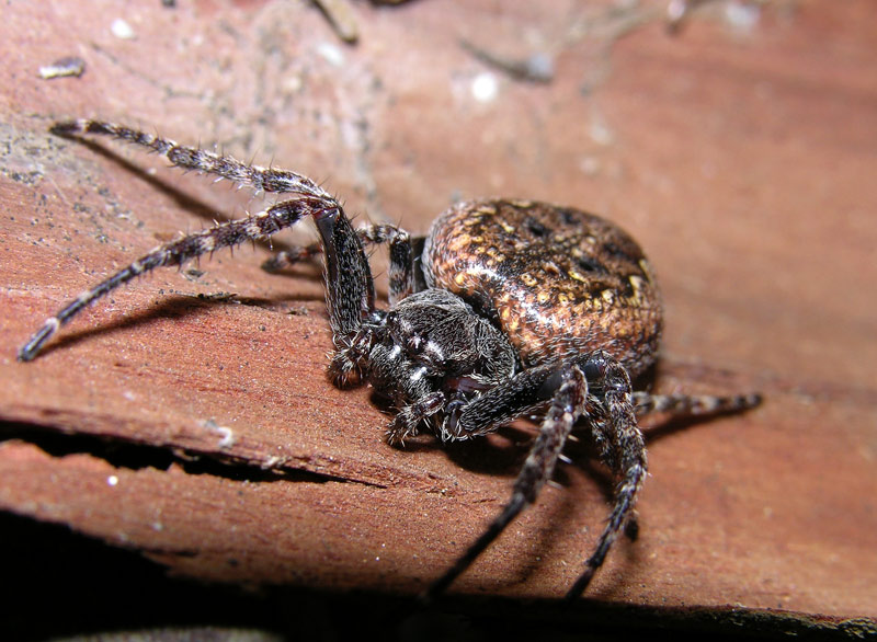 Nuctenea sp.