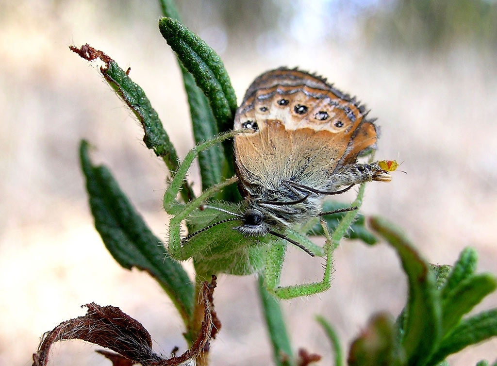 Heriaeus sp.
